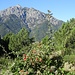 im Vorbeifahren ein letzter Blick auf den Monte d'Oro, den wir zu Beginn unserer Korsika-Ferien bestiegen haben