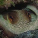 Der Krake in seiner Höhle hat doch irgendwie was sehr Meditatives! Wie ich diese Tiere liebe:-)!<br /><br />Il polpo nella sua tana in qualcun modo appare in meditazione profonda...<br />Quanto mi piacciono questi animali:-)!