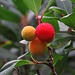 Die Früchte des Erdbeerbaums kann man essen und Marmelade daraus machen / I frutti dell`Arbutus unedo si può mangiare e ne fare la marmellata<br />[http://de.wikipedia.org/wiki/Westlicher_Erdbeerbaum], il Corbezzolo