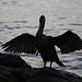 Der Kormoran muss seine Flügel trocknen.<br /><br />Il cormorano deve asciugare le sue ali.