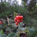 Die Früchte / il frutto del / des Wald-Geißblattes (Lonicera periclymenum), auch Wildes Geißblatt, Deutsches Geißblatt oder Wald-Heckenkirsche genannt.