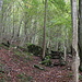 der Weg durch den Wald, nicht spannend aber teilweise mit schöner Aussicht