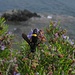 Eine Borstige Dolchwespe (Scolia hirta) auf einem blühenden Rosmarinstrauch<br /><br />Una Scolia hirta (vespa) su un Rosmarino in fiore