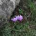 Die fand ich ja so schön! / Questi fiori mi sono piacciuti tanto! Cyclamen hederifolium (Syn. C. neapolitanum) ist im deutschen Sprachraum als Herbst-Alpenveilchen oder Efeublättriges Alpenveilchen bekannt.[http://alpenveilchen.net/alpenveilchen/cyclamen-hederifolium/]