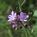 Herbst-Blaustern (Scilla autumnalis)