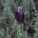 Schopf-Lavendel (Lavandula stoechas) unter dem / sotto il Monte Capanne
