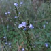 Langblättriger Ehrenpreis (Veronica longifolia) auch Langblättriger Blauweiderich (Pseudolysimachion longifolium) 