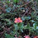 Acker-Gauchheil (Anagallis arvensis), auch Roter Gauchheil, Nebelpflanze, Weinbergsstern, Wetterkraut