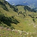 Blick über Alpendost- und Kerbel-Felder zu den Mythen