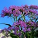 leuchtend heben sich die rosa Blüten vor dem blauen Himmel ab