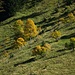 Freistehende Laubbäume; doch eher selten in den Lechtaler Alpen