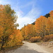 Fall colors near Luther Pass on Forest Service Road 051