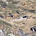 <b>Il Rifugio Sambuco (1895 m) è già visibile dalla Capanna Osola.</b>