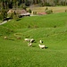 Steinleuten