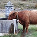 Mucca delle Highlands assetata