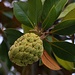 Balgfrucht der Immergrüne Magnolie (Magnolia grandiflora) in Covilhã (661m). Der schöne Baum stammt aus den USA, wird aber überall in wärmeren Gebieten Europas als Zierbaum gezüchtet und angepflanzt.
