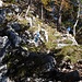 Fels und Botanik auf dem Weg