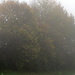 Herbstliche Bäume im Nebel