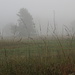 Heidelandschft im Nebel