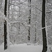 Winterwald - Märchenwald. Skitour auf Zürichberg 676m
