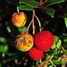 Die Früchte des Erdbeerbaums (Arbutus unedus) mit einer Wanze<br /><br />I frutti del Corbezzolo con un cimice