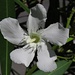 Weißer Oleander: schön aber giftig / Oleandro bianco: bellissimo, ma velenoso.