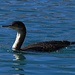 Ein Kormoran fischt im Hafenbecken / Un cormorano in cacciatura dei pesci nella darsena di Portoferraio