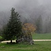 nördlich unterhalb der Hasenmatt; von Nebelschwaden umgebene Baum-Fels-Gruppe