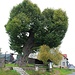 Drnovec (Klein Grün), alter Baum
