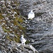 Alpenschneehuhn (Lagopus muta)