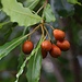 Früchte der Krausblättrigern Klebsame (Pittosporum undulatum). Der Baum oder Strauch stammt aus Australien und wirde sehr früh die Azoreninseln gebracht um Hecken zu pflanzen. Sie vermehrt sich sehr schnell und verdrängt deshalb auch einheimische Arten.
