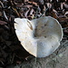 ein schöner großer Pilz