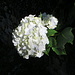 Hortensie noch in voller Blüte