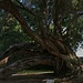 Im "Jardim Botânico José do Canto", dem Botanische Graten Ponta Delgadas:<br /><br />Der kräftige Stamm eines Nordinsel-Eisenholz Baumes (Metrosideros robusta). Die Art stammt ursprünglich von der Nordinsel Neuseelands.