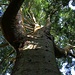 Im "Jardim Botânico José do Canto", dem Botanische Graten Ponta Delgadas:<br /><br />Ein gigantischer Baum in diesem schönen Park ist ein Exemplar der Queensland-Kaurifichte (Agathis robusta) der bis 50m hoch werden kann. Die Heimat dieser Art liegt in den Küstenbereichen des australischen Queensland sowie im östlichen Papua-Neuguinea.