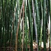 Im "Jardim Botânico José do Canto", dem Botanische Graten Ponta Delgadas. Man könnte meinen man sei in China denn man kann hier durch einen dichten Bambuswald spazieren.