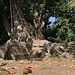 Im "Jardim Botânico José do Canto", dem Botanische Graten Ponta Delgadas:<br /><br />Wer sieht mich hinter den Bretterwurzeln des Grossblättrige Feigenaums (Ficus macrophylla) ?<br /><br />Der Baum Hann einen Stammdurchmesser von über 2m und eine Höhe von 55m erreichen! Der Riese stammt ursprünglich von der Ostküste Australiens.