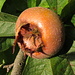 Was ist das - Apfel und Birne nicht<br /><br />Die Mispel (Mespilus germanica) oder Echte Mispel ist eine Pflanzenart der Kernobstgewächse (Pyrinae) in der Familie der Rosengewächse (Rosaceae). Es handelt sich um einen sommergrünen Baum mit krummem Stamm und breiter Krone, der essbare Früchte trägt. Die Art war im Mittelalter in Süd- und Mitteleuropa weit verbreitet, im 17. und 18. Jahrhundert auch in England. Heute hat sie in Europa als Obstbaum keine Bedeutung mehr, ist aber in mehreren Gebieten verwildert. Intensiv bewirtschaftete Plantagen gibt es noch in einigen Ländern Südwestasiens, so in Aserbaidschan.<br /><br />Weitere Namen sind: Deutsche Mispel, Mispelche; Asperl, Aschperln, Hespelein; Dürgen, Dörrlitzen, Dürrlitzen; Hundsärsch.