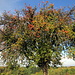 Stattlicher alter Apfelbaum in den Streuobstwiesen