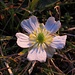 Letzte Blume im Abendlicht, der Alpen-Hahnenfuß (Ranunculus alpestris)  / ultimo fiore nella luce di sera: il Ranunculus alpestris