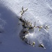 Licht- und Schattenspiele mit Blümchen im Schnee