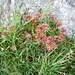 Flora alpina: sempervivum sp.