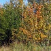 Birken im Herbstkleid