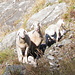 Pecorelle alpiniste