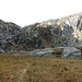 La piana del Lago Creus.