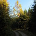 Langsam kommt der Sonne auch auf den Waldboden