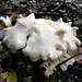 Interessanter weißer Pilz