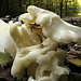 Interessanter weißer Pilz