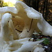  Interessanter weißer Pilz