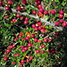 Interessante rote Beeren eines Strauchs<br />Fächer-Zwergmipel (Cotoneaster horizontalis)